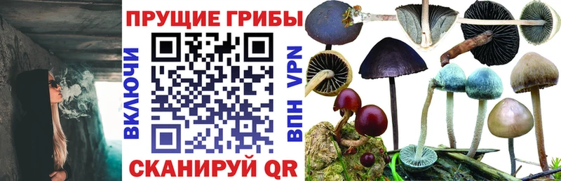 Псилоцибиновые грибы Psilocybine cubensis  Новоульяновск 